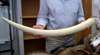 WWF ruft zu totalem Elfenbein-Verbot in Thailand au