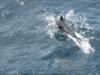 Zeichen gegen Delfinjagd in Japan